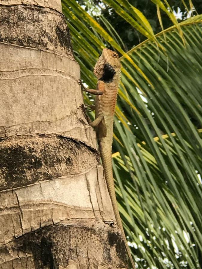 Sumatra Cheeky Monkeys * Bukit Lawang